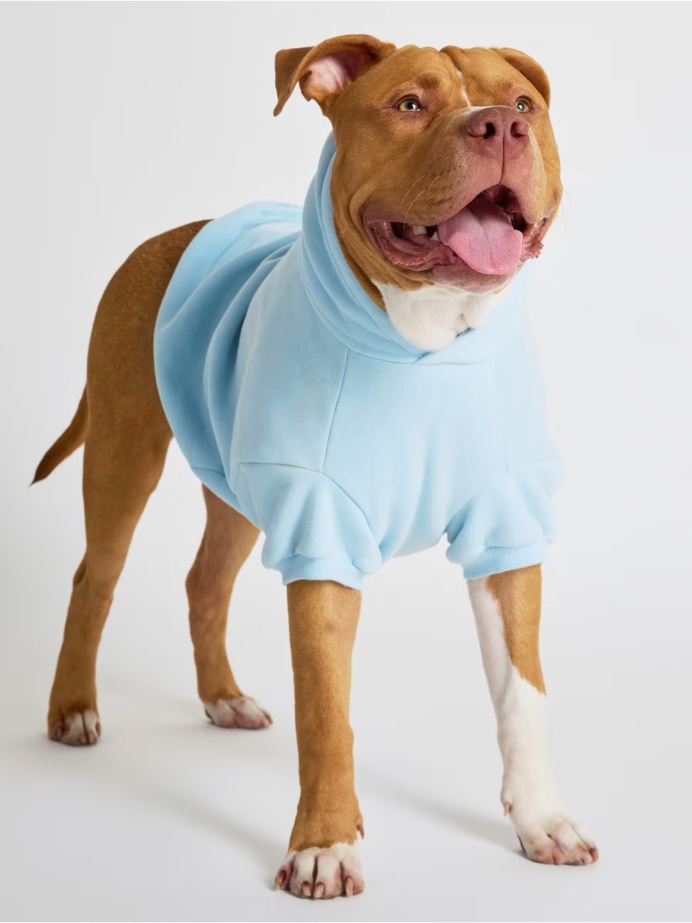 Comfrt Paws Pastel Collection Dog Hoodie - Baby Blue - Small